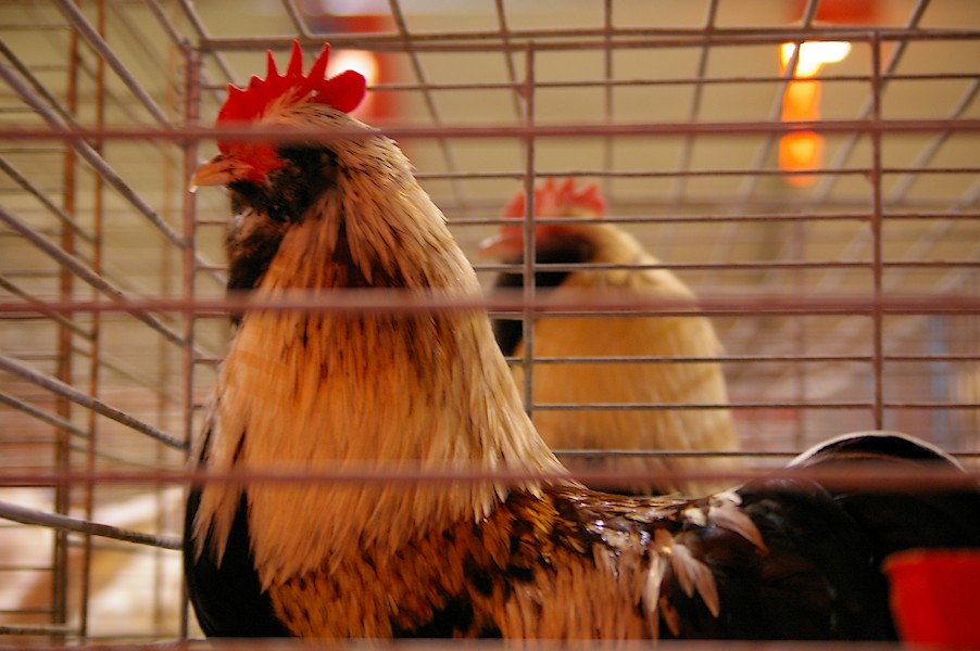 Salon de l agriculture et de la nature de l essonne: salon de l agriculture 081